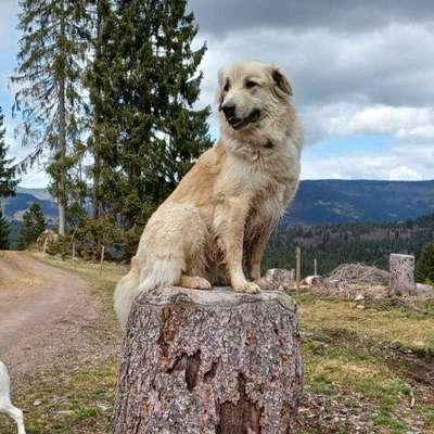 Herdenschutzhunde-Beitrag-Bild