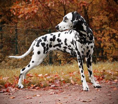 Reinrassige Hunde?-Beitrag-Bild