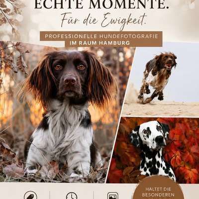 Hundetreffen-Hundefotoshooting in Hamburg-Bild