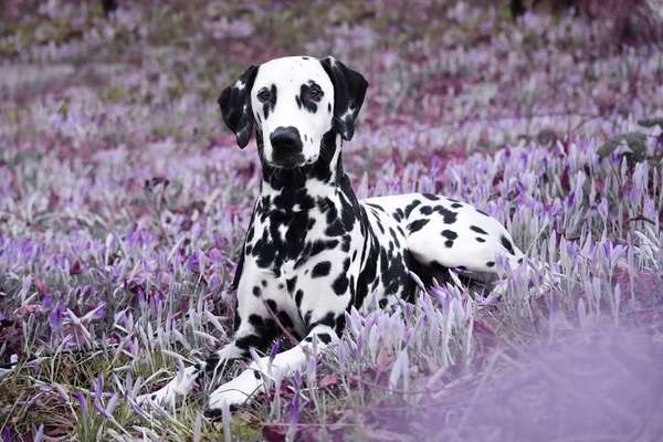 Wo sind denn all die Dalmatiner, zeigt her eure Punktehunde-Beitrag-Bild