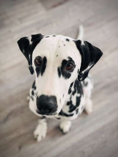 Fotochallange Nr. 57     PORTRÄT.   Beendet!!!!!!!!-Beitrag-Bild