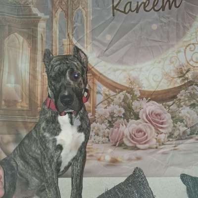 Hundetreffen-Barki sucht Spielkameraden, gross und kräftig irgendwo in mehlem Nähe bad godesberg-Bild