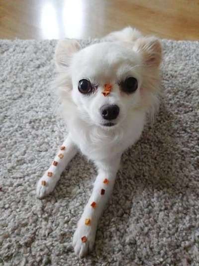 Fotochallenge Nr. 102: Futter balancieren-Beitrag-Bild