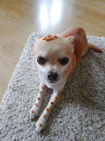 Fotochallenge Nr. 102: Futter balancieren-Beitrag-Bild