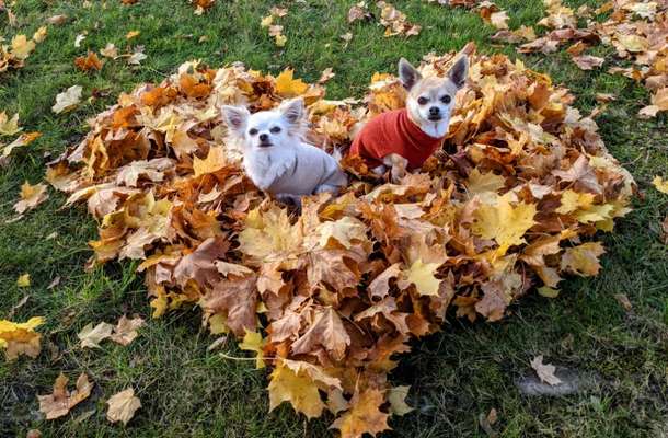 Herbst Bilder-Beitrag-Bild