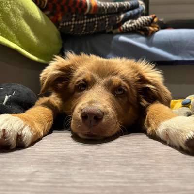 Hundetreffen-Hunderunde-Bild