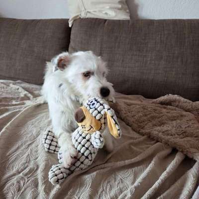 Hundetreffen-Hundebegnung Üben-Bild