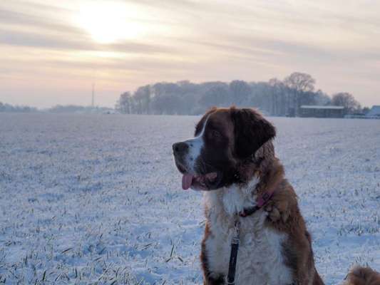 Hundetreffen-Social Walk Gruppe-Bild