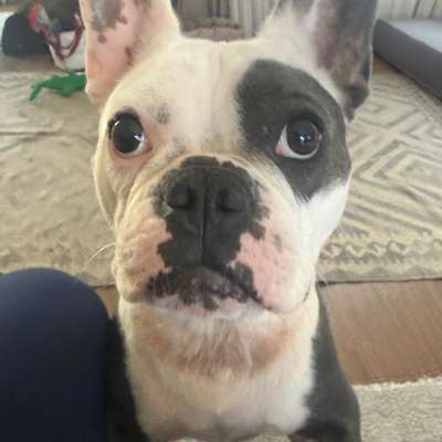 Hundetreffen-Gassi gehen, Spielpartner undHunde-Sitten-Bild