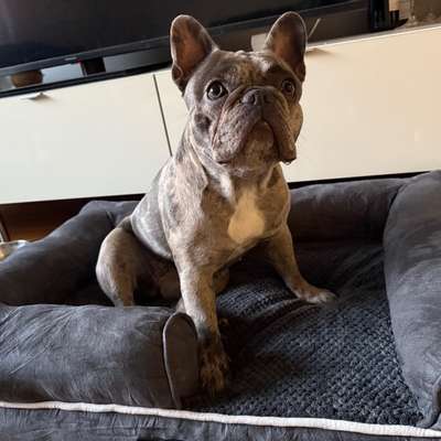 Hundetreffen-Frenchie Freunde gesucht-Bild