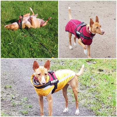 Pullis, Jacken, Hütte und alles sonstiges-Beitrag-Bild