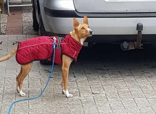 Pullis, Jacken, Hütte und alles sonstiges-Beitrag-Bild