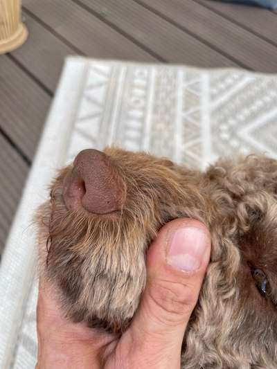 Plötzlich schwarze(r) Punkt(e) auf der Nase-Beitrag-Bild