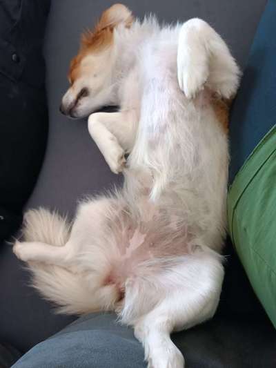 Kleine Hunde ganz Groß-Beitrag-Bild