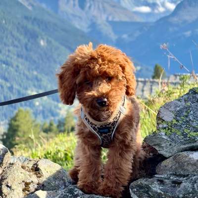 Hundetreffen-Welpentreffen u kleine Hunde-Bild