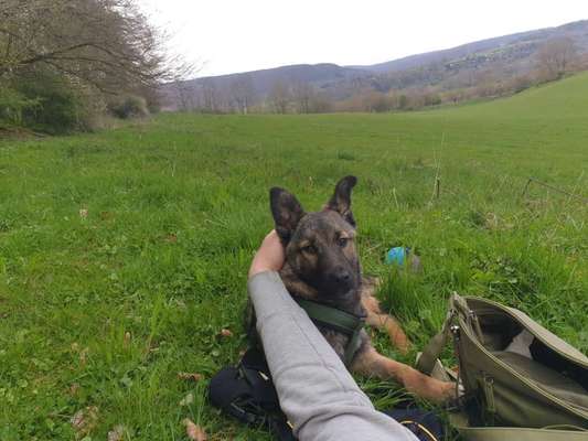 Hundetreffen-Welpentreffen/Junghundetreffen Freilaufwiese-Bild