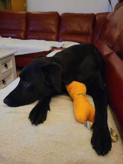 Tierschutzhund ist meine Lieblingsrasse-Beitrag-Bild