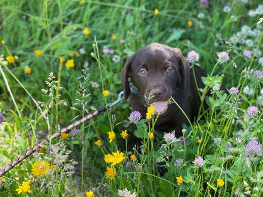Die Dogorama Monats Challenge "Es grünt und blüht"-Beitrag-Bild