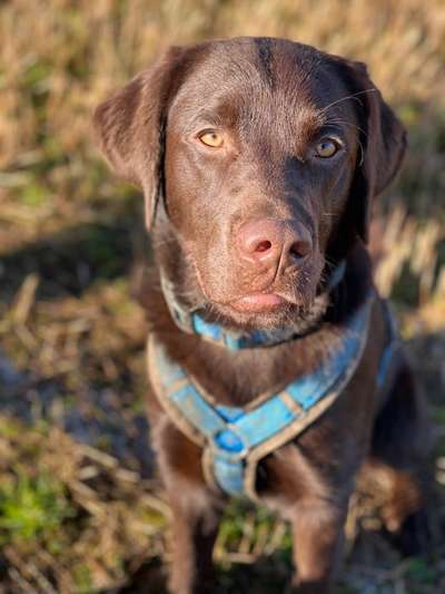 Labradorfans-Beitrag-Bild