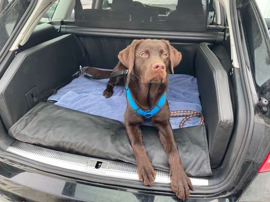 FOTOCHALLENGE 70 - Dein Hund im Auto-Beitrag-Bild