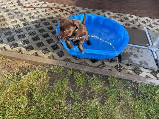 Die Dogorama Kalender Challenge 4/4-Beitrag-Bild