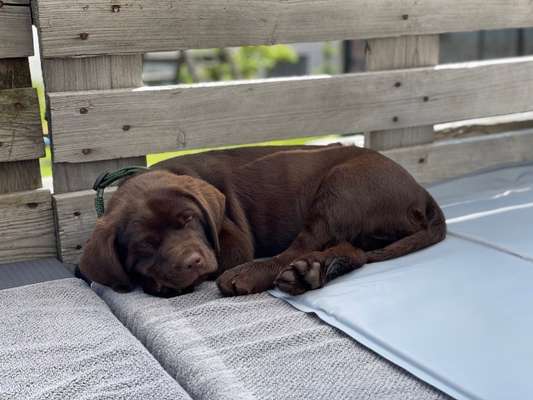 Labradorfans-Beitrag-Bild