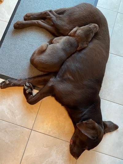 Labradorfans-Beitrag-Bild