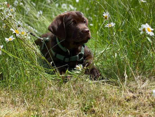 Die Dogorama Kalender Challenge Teil 3/4-Beitrag-Bild