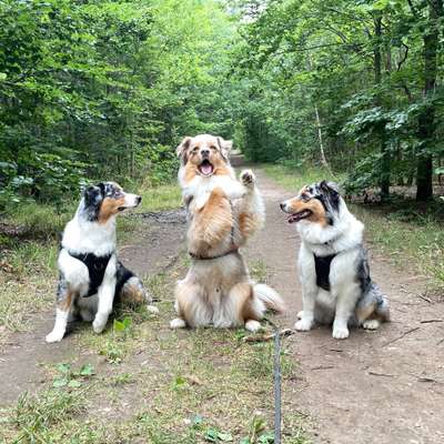 Hundetreffen-„Social Walk“ Trainingsspaziergang-Bild