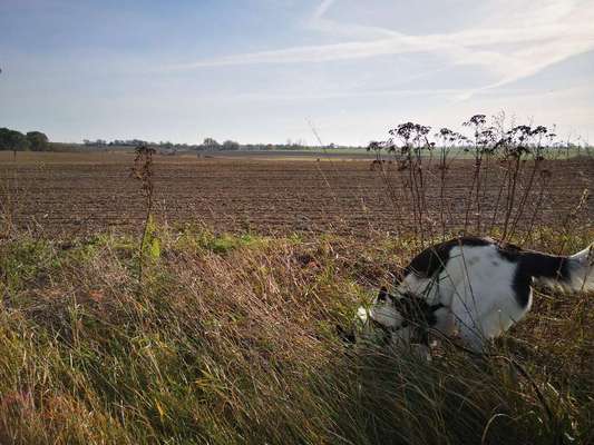 Hundetreffen-Ausgiebige Spaziergänge wo spielen auch möglich wäre-Bild