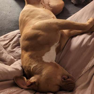 Hundetreffen-Hundetoben für robuste Hunde - Freitag bis Sonntag-Bild