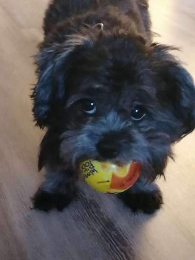 Bolonka Zwetna Freunde-Beitrag-Bild