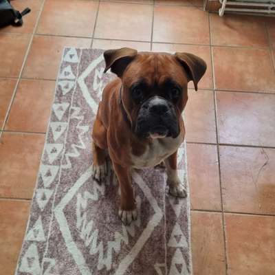 Hundetreffen-Spielfreundschaft gesucht! JL und Umgebung