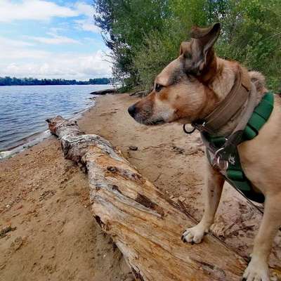 Hundetreffen-Wandern mit Hund-Bild