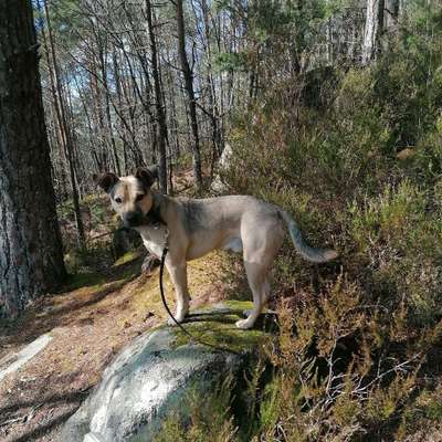 Hundetreffen-Sozialisation für mehr Entspannung-Bild