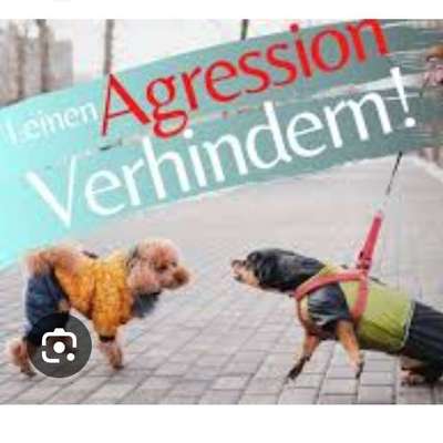Hundetreffen-Buddy für Lauftraining/Leinenführigkeit bei Begegnungen/ Leinenagression-Bild