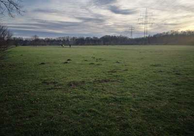 Hundeauslaufgebiet-Rheinpark Neuss-Bild