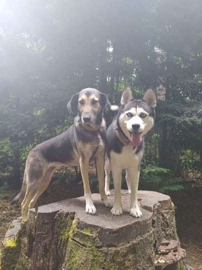 Bester Freund, Hundekumpel - zeigt her!-Beitrag-Bild