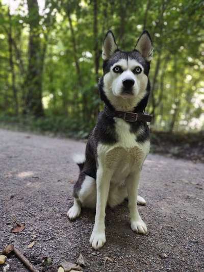 Husky-Beitrag-Bild