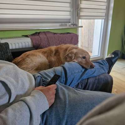 Hundetreffen-Spazieren gehen, Kennenlernen-Bild