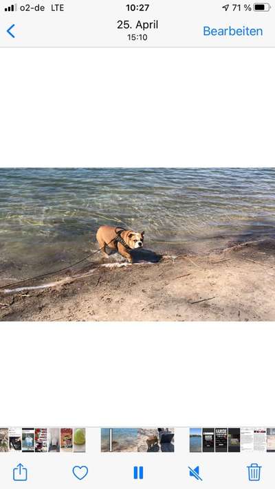 Dogorama-Monats-Challenge-Mai "Wasser"-Beitrag-Bild