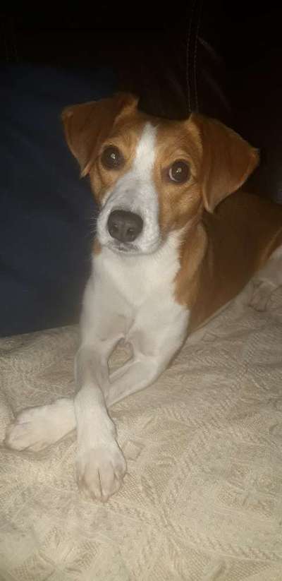 Jack Russell Terrier-Beitrag-Bild