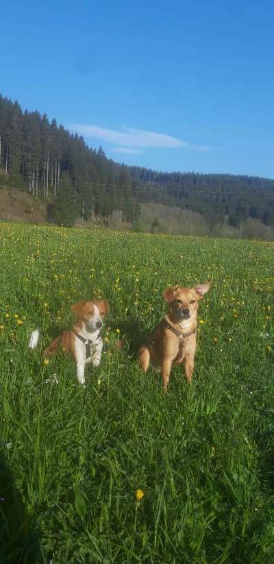 Die wunderschöne Welt mit Hund.-Beitrag-Bild