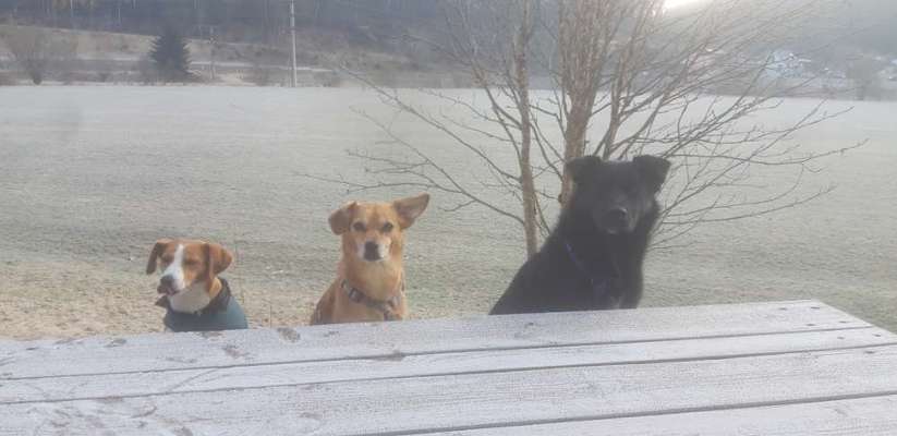 Die wunderschöne Welt mit Hund.-Beitrag-Bild