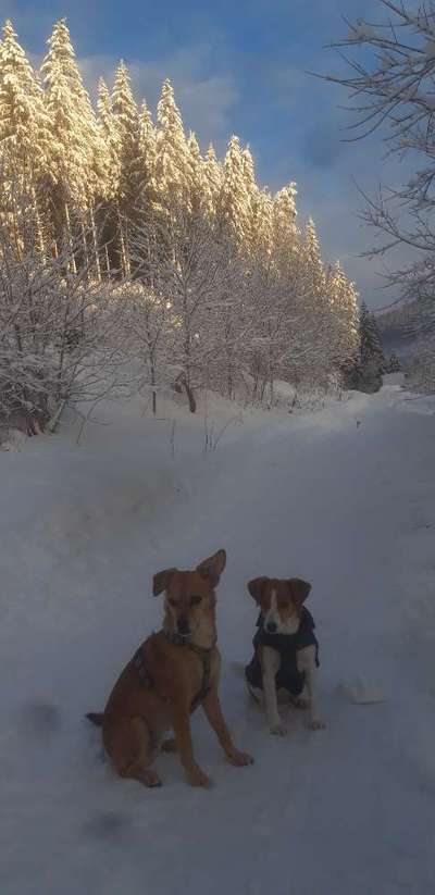 Die wunderschöne Welt mit Hund.-Beitrag-Bild
