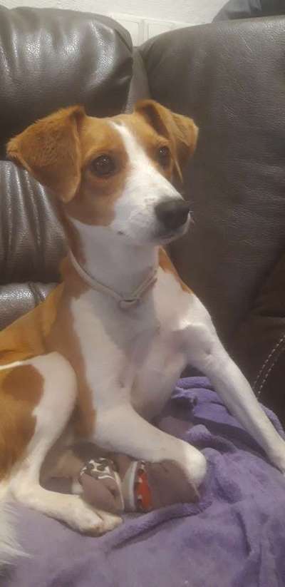 Jack Russell Terrier-Beitrag-Bild