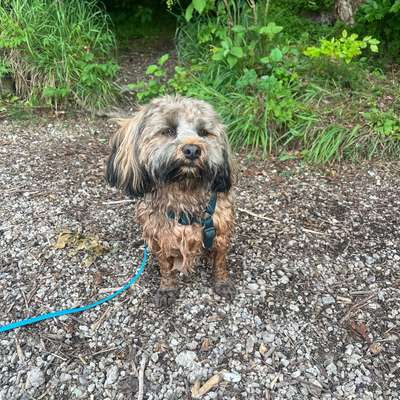 Hundetreffen-Gesellschaft gesucht-Bild