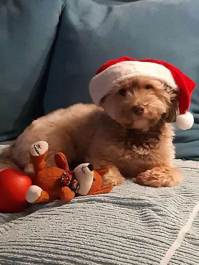 It's beginning to look a lot like.....-Beitrag-Bild