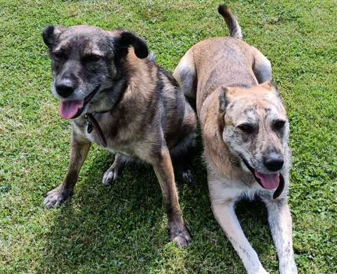 TierschutzhundeStammtisch🐕-Beitrag-Bild