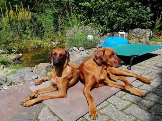 Hundetreffen-Rhodesian Ridgeback Gassirunde-Bild